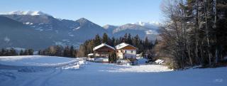 Alpenrose