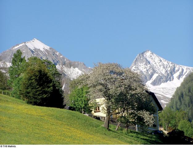 Edelweiss / Drei Gemsen