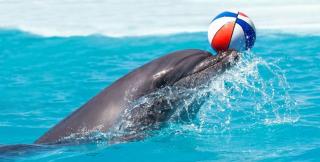 Zájezd do delfinária a ZOO v Norimberku