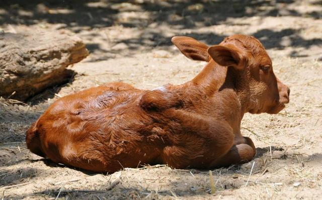 ZOO Budapešť