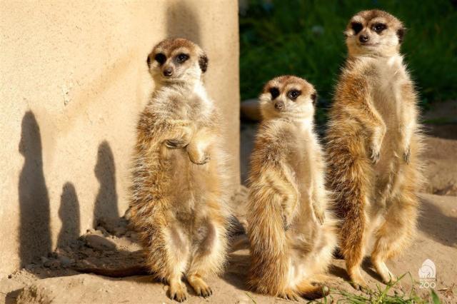 ZOO Budapešť