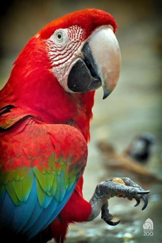 ZOO Budapešť