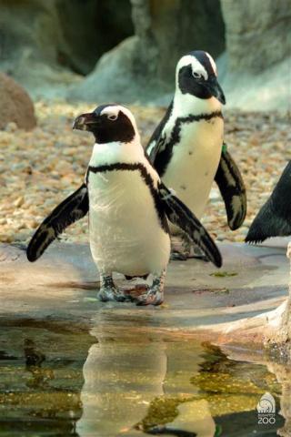 ZOO Budapešť