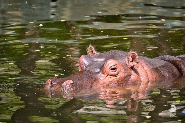 ZOO Budapešť