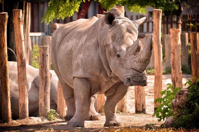 ZOO Budapešť