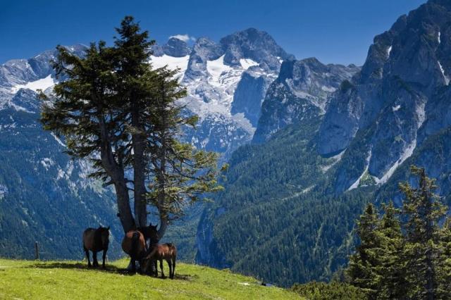Zwieselalm