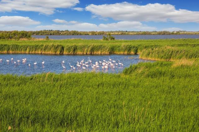 Camargue