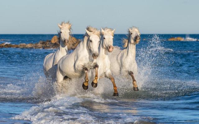 Camargue
