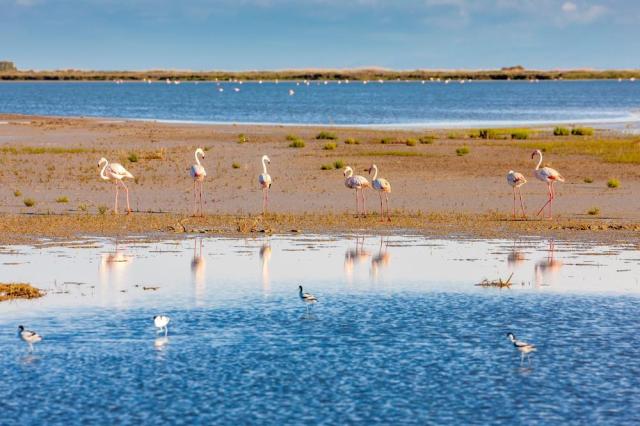 Camargue