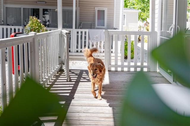 Mobilhome Lodge Dog