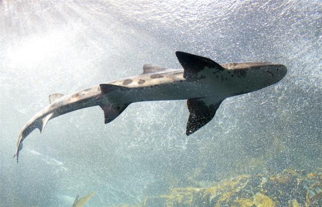 shark-553666_1920.jpg