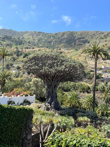 Tenerife Icod 03