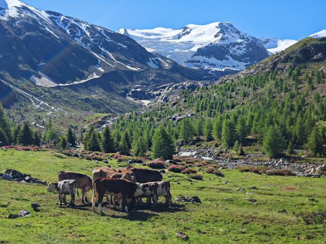 Bormio 08