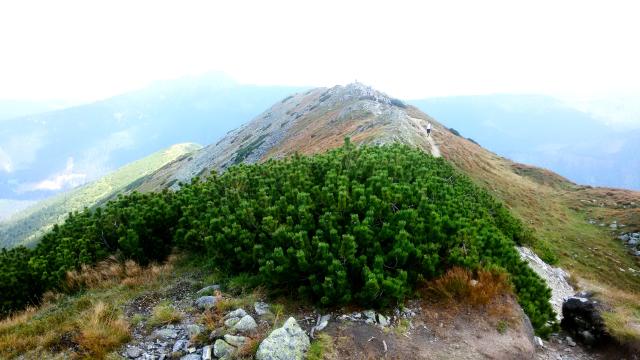 Slovensko salatin1