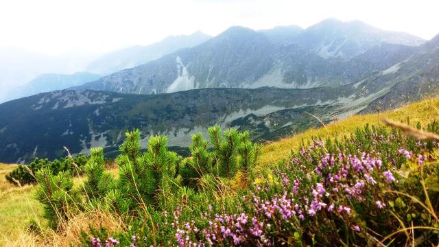 Slovensko salatin2
