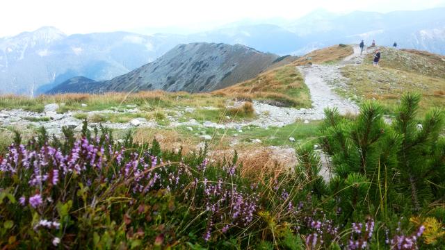 Slovensko salatin3