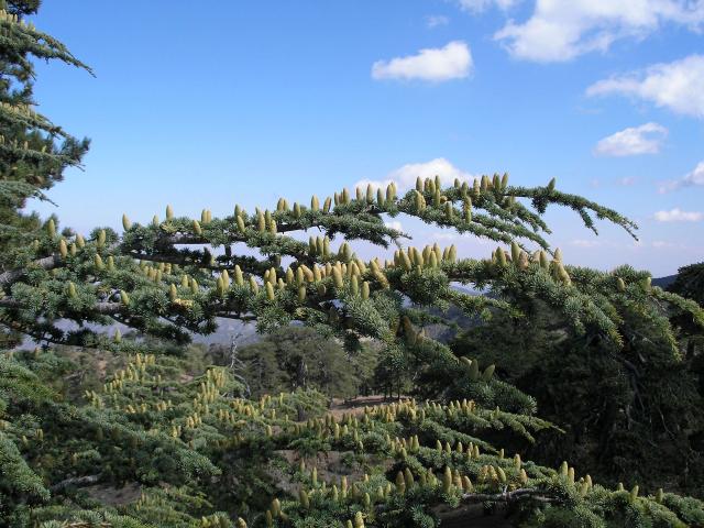 Troodos-12