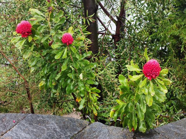 Locarno   Brissago 07