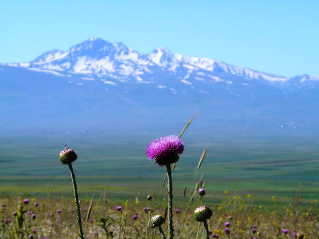 Aragats