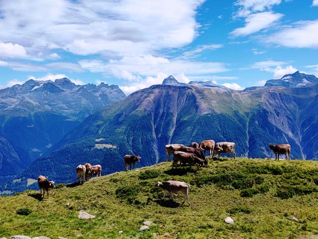 Eggishorn   Aletsch 09