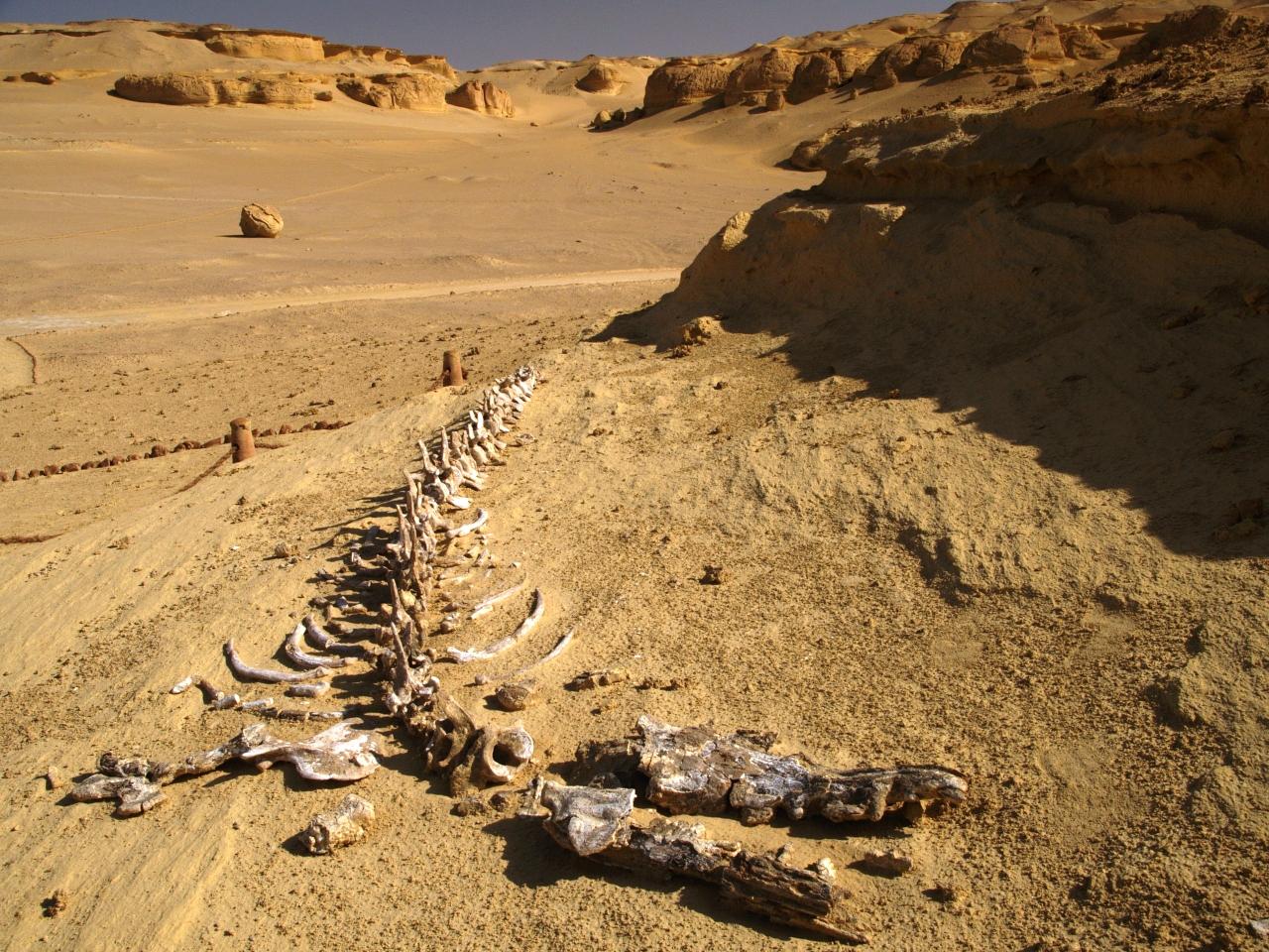 Wadi el Hitan 05