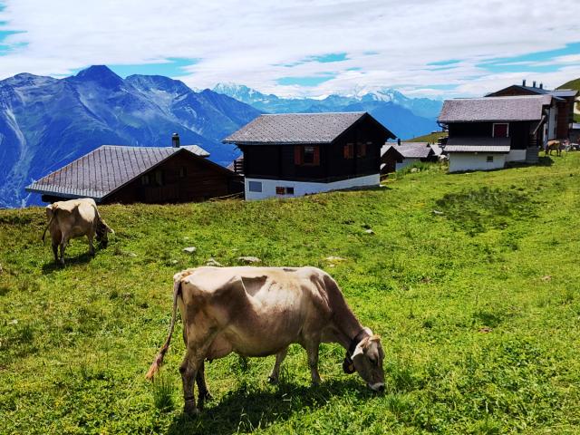 Eggishorn   Aletsch 03
