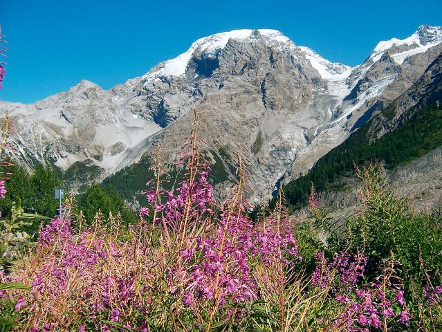 Italie_Passo-Stelvio_louka