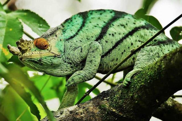 Chameleon Parsonův 03