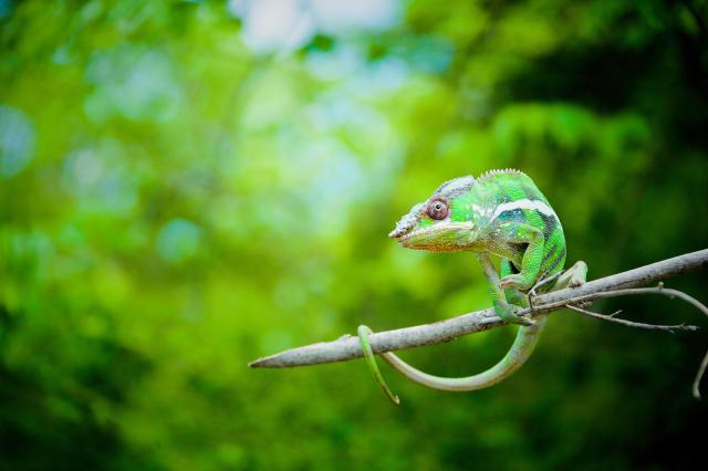 Chameleon 02