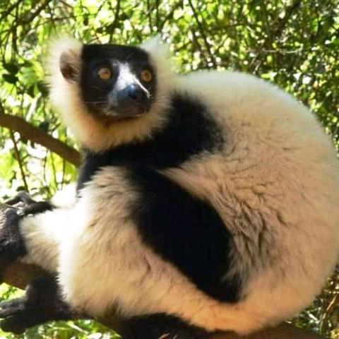 Lemur vari 01