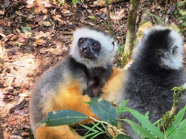 Sifaka