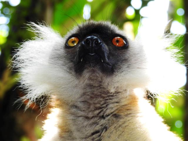 Sifaka Deckenův