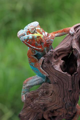 Chameleon
