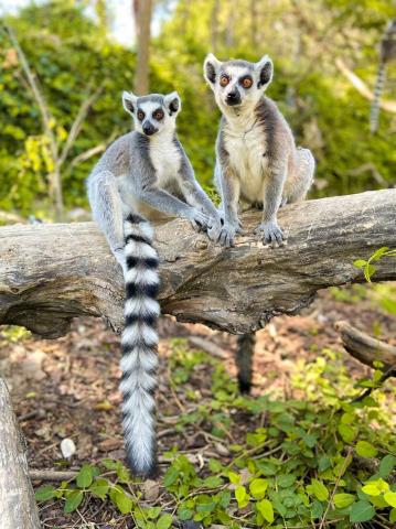 Lemur Kata