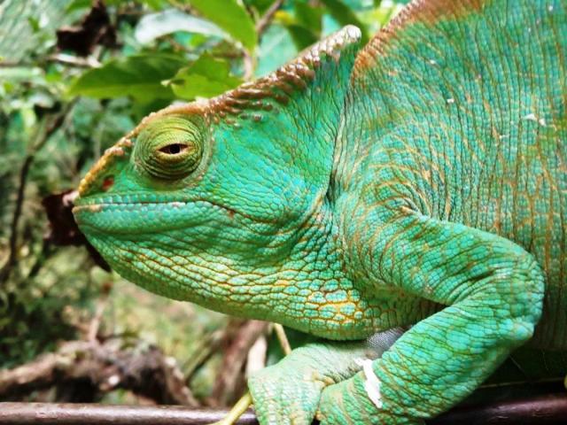 Chameleon Parsonův 02