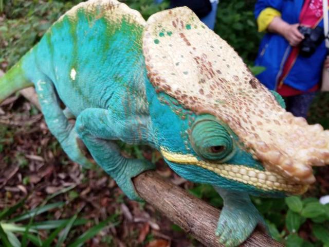 Chameleon Parsonův 01