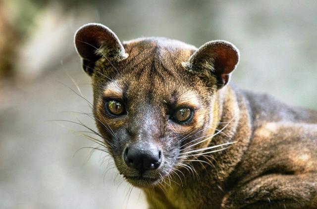 Fosa
