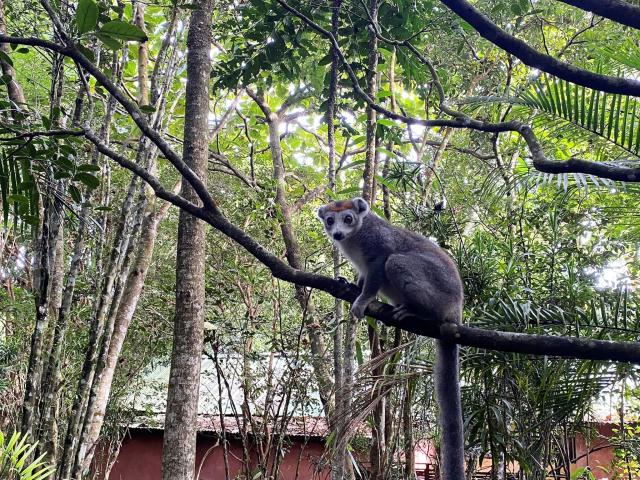 Lemur korunkatý
