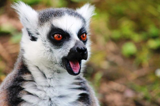 Lemur Kata