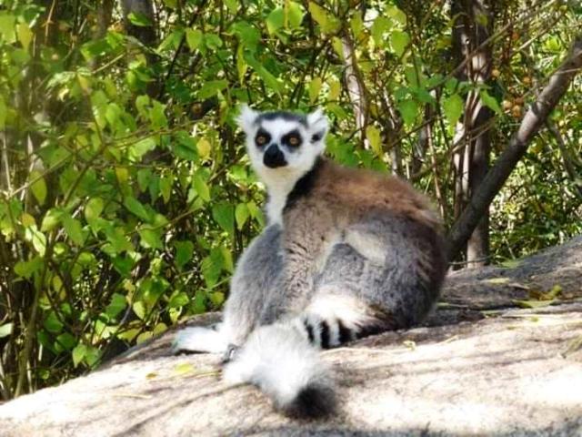 Lemur kata 02
