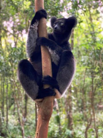 Lemur indri 02
