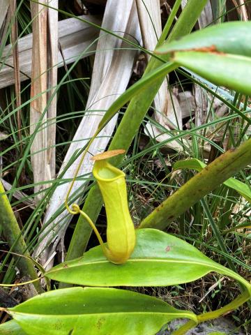 Láčkovka Nepenthes pervillei