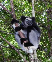 Madagaskar - to nej z jižní a západní části ostrova