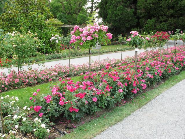 Mainau 09