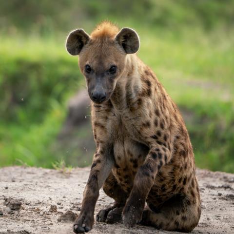 Uganda   hyena