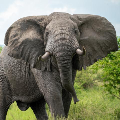 Uganda   slon 02