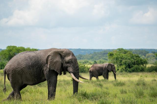 Uganda   slon 01