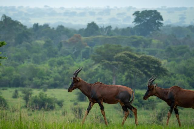 Uganda   antilopa topi 02
