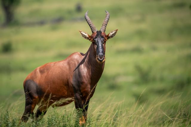 Uganda   antilopa topi 01