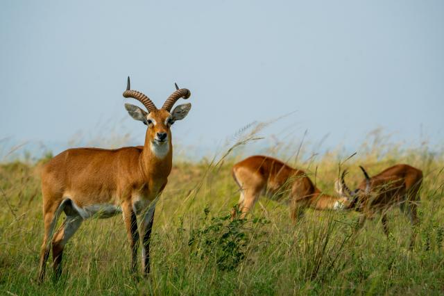 Uganda   antilopa kob 02